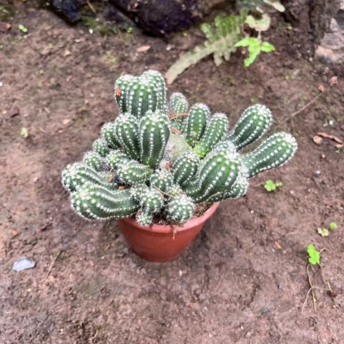 Echinopsis Cucumber Cactus Plant 5 Echinopsis Cucumber Cactus Plant -Plant Life Decor Shop EchinopsisCucumber 1