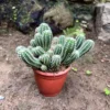 Echinopsis Cucumber Cactus Plant