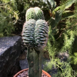 Echinopsis Pentlandii F. Cristata Cactus Plant -Plant Life Decor Shop Echinopsis Cristata 1