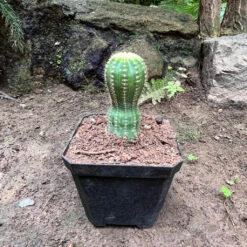 Echinopsis ‘Cupcake’ Cactus Plant -Plant Life Decor Shop Echinopsis Cupcake 2