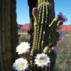 Echinopsis Terscheckii The Cardon Grande Cactus Plant