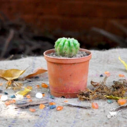 Echinopsis Terscheckii The Cardon Grande Cactus Plant -Plant Life Decor Shop Echinopsis terscheckii 1