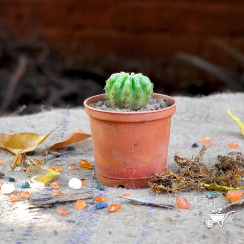 Echinopsis Terscheckii The Cardon Grande Cactus Plant -Plant Life Decor Shop Echinopsis terscheckii 1