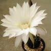 Echinopsis Eyriesii Cactus Plant