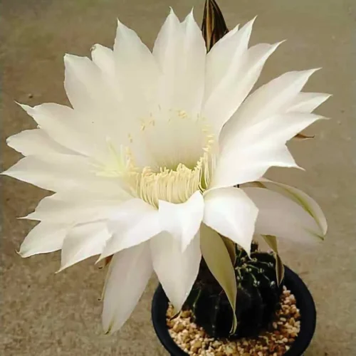 Echinopsis Eyriesii Cactus Plant