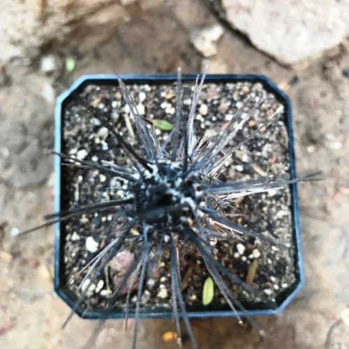 Setiechinopsis Mirabilis Flower Of Prayer Cactus Plant -Plant Life Decor Shop Echinopsismirabilis 3