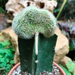 Echinopsis Silvestri F. Cristata Cactus Plant -Plant Life Decor Shop Echinopsissilvestrif.cristata 3