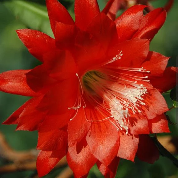 Epiphyllum Cutie Plant 2 Epiphyllum Cutie Plant - Image 2