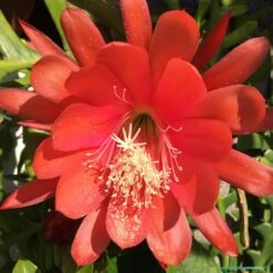 Epiphyllum Cutie Plant