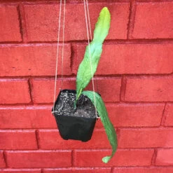 Disocactus Phyllanthoides German Empress Cactus Plant -Plant Life Decor Shop EpiphyllumGermanEmpress 1