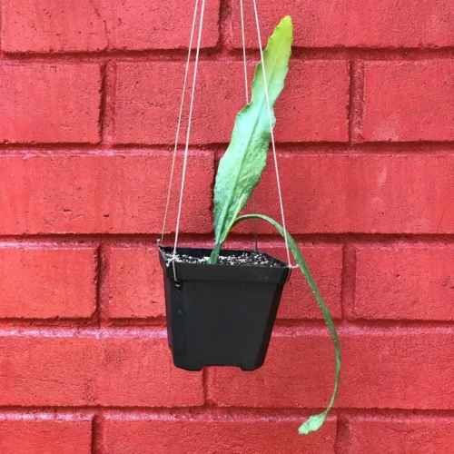 Disocactus Phyllanthoides German Empress Cactus Plant 10 Disocactus Phyllanthoides German Empress Cactus Plant -Plant Life Decor Shop EpiphyllumGermanEmpress 2