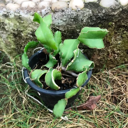 Epiphyllum Guatemalense F. Monstrosa Plant 8 Epiphyllum Guatemalense F. Monstrosa Plant -Plant Life Decor Shop EpiphyllumGuatemalensef.Monstrosa 1