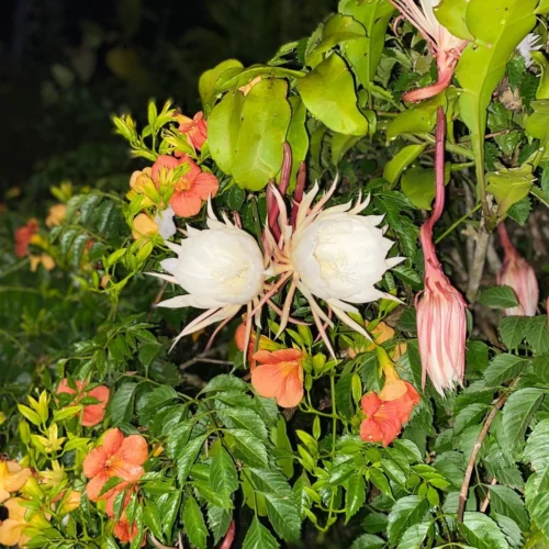 Epiphyllum Pumilum Plant -Plant Life Decor Shop EpiphyllumPumilum 2