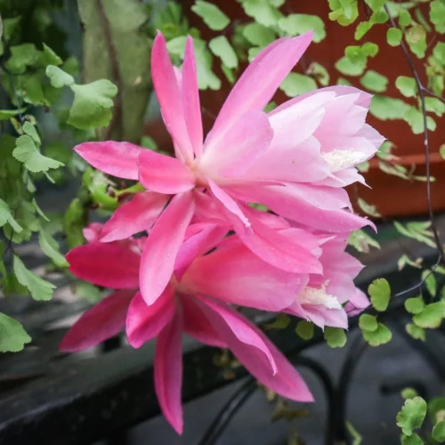 Epiphyllum Deutsche Kaiserin Cactus Plant