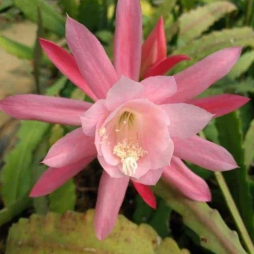 Epiphyllum Ackermannii Pink Cactus Plant