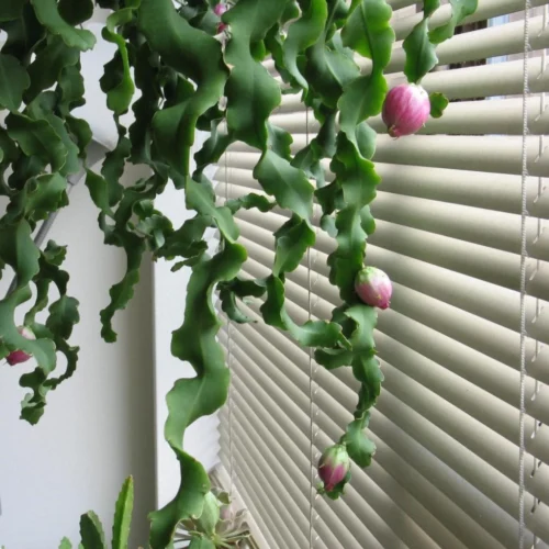 Epiphyllum Guatemalense F. Monstrosa Plant 7 Epiphyllum Guatemalense F. Monstrosa Plant -Plant Life Decor Shop EpiphyllumphyllanthusGuatemalense Montrose