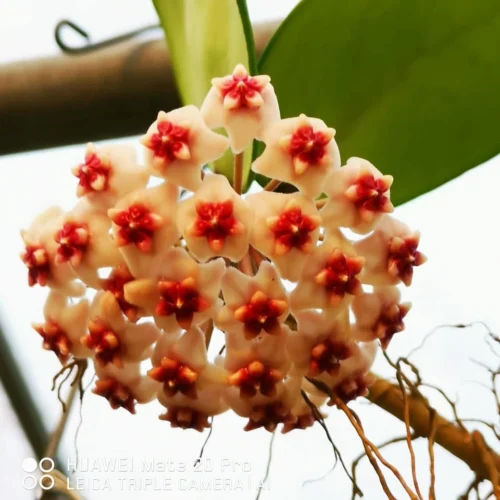 Hoya Erythrostemma Hat Som Paen Plant 5 Hoya Erythrostemma Hat Som Paen Plant -Plant Life Decor Shop Erythrostemmahatsompaen 1