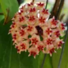 Hoya Erythrostemma Hat Som Paen Plant