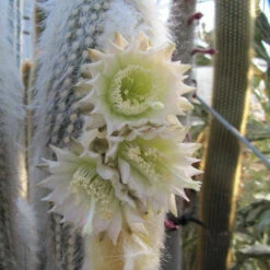 Espostoa Lanata Cotton Ball Cactus Plant -Plant Life Decor Shop Espostoa lanata flower 1