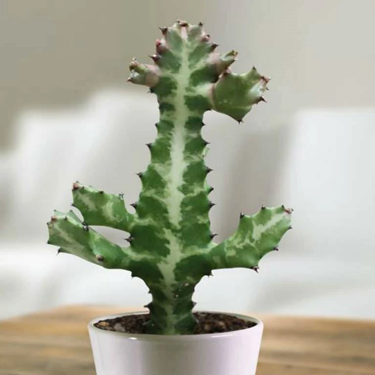 Euphorbia Lactea Dragon Bones Tree Cactus Plant 1 Euphorbia Lactea Dragon Bones Tree Cactus Plant
