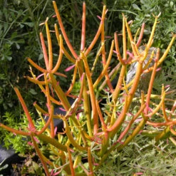Euphorbia Tirucalli Rosea Succulent Plant -Plant Life Decor Shop Euphorbia tirucalli Rosea Fire Sticks Red Pencil Tree