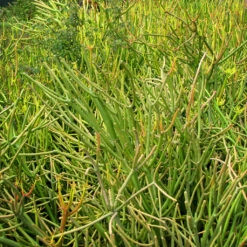Euphorbia Tirucalli Rosea Succulent Plant