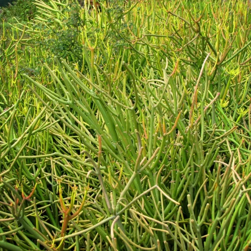 Euphorbia Tirucalli Rosea Succulent Plant