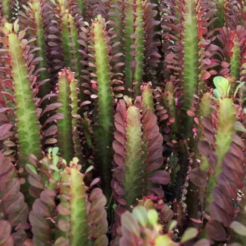 Euphorbia Trigona Rubra African Milk Tree Cactus Plant
