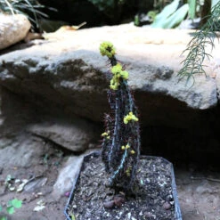 Euphorbia Aeruginosa Cactus Plant -Plant Life Decor Shop EuphorbiaAeruginosa 1