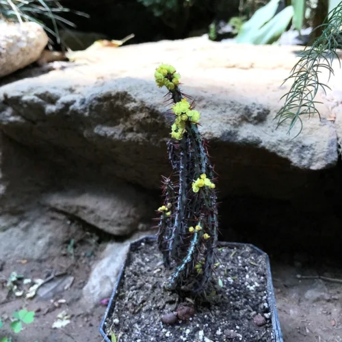 Euphorbia Aeruginosa Cactus Plant -Plant Life Decor Shop EuphorbiaAeruginosa 1