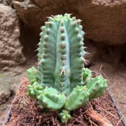 Euphorbia Anoplia Cactus Plant -Plant Life Decor Shop EuphorbiaAnoplia 1