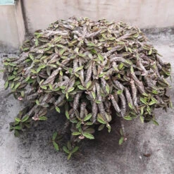 Euphorbia Decaryi Succulent Plant -Plant Life Decor Shop EuphorbiaDecaryi 3