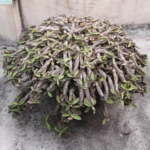 Euphorbia Decaryi Succulent Plant -Plant Life Decor Shop EuphorbiaDecaryi 3