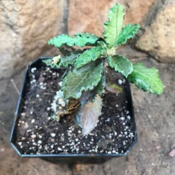 Euphorbia Decaryi Succulent Plant -Plant Life Decor Shop EuphorbiaDicaryi 1