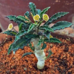 Euphorbia Decaryi Succulent Plant