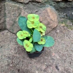 Titelseite -Plant Life Decor Shop EuphorbiaEkVillai