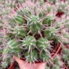 Euphorbia Ferox Cactus Plant
