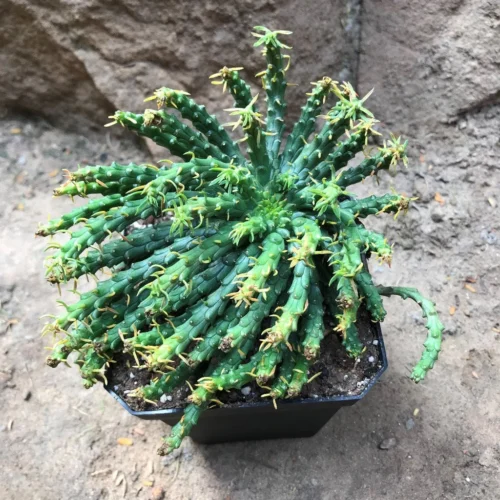 Euphorbia Flanaganii Medusas Head Succulent Plant -Plant Life Decor Shop EuphorbiaFlagespini