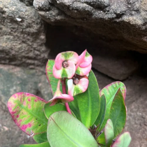 Euphorbia Millii Harlequin Cactus Plant