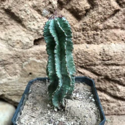 Euphorbia Horrida F Montruosa Cactus Plant -Plant Life Decor Shop EuphorbiaHorridafMontruosa 1