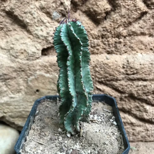 Euphorbia Horrida F Montruosa Cactus Plant 6 Euphorbia Horrida F Montruosa Cactus Plant -Plant Life Decor Shop EuphorbiaHorridafMontruosa 1