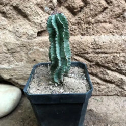 Euphorbia Horrida F Montruosa Cactus Plant -Plant Life Decor Shop EuphorbiaHorridafMontruosa