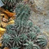 Euphorbia Horrida F Montruosa Cactus Plant
