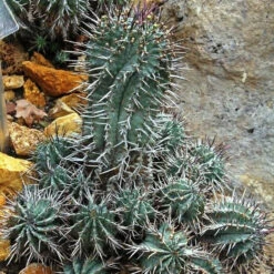 Euphorbia Horrida F Montruosa Cactus Plant