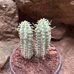 Euphorbia Mammillaria Variegated Spark Cactus Plant