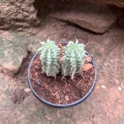 Euphorbia Mammillaria Variegated Spark Cactus Plant -Plant Life Decor Shop EuphorbiaMammillariaVariegatedSpark