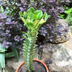 Euphorbia Mayurnatganii Variegata Cactus Plant -Plant Life Decor Shop EuphorbiaMayurnatganii 1