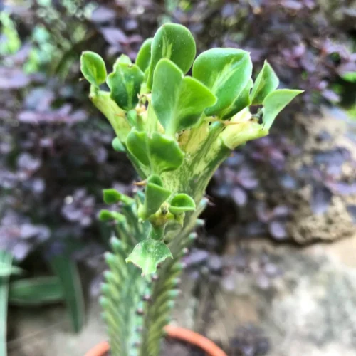 Euphorbia Mayurnatganii Variegata Cactus Plant