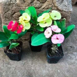 Pack Of 3 Euphorbia Milii Dwarf Apache Cactus Plant