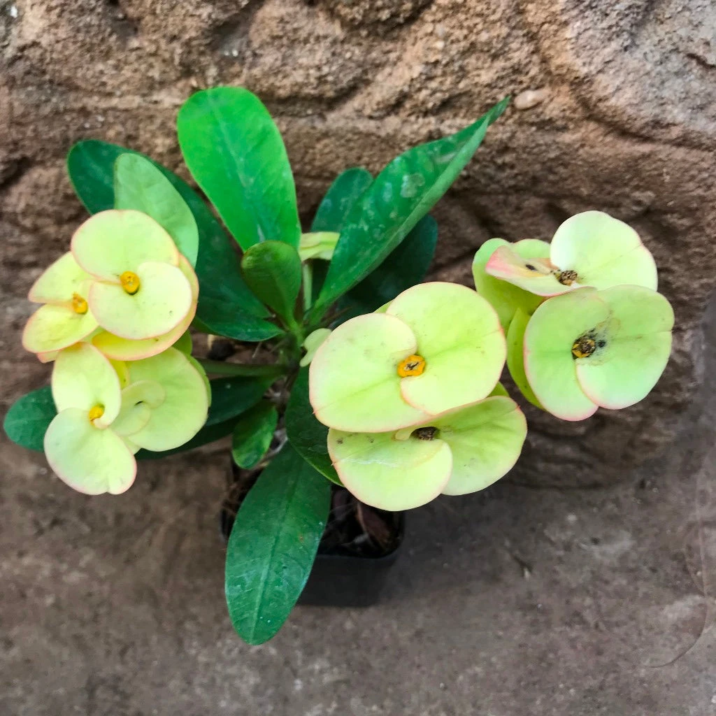 Euphorbia Milii Dwarf Apache Yellow Cactus Plant 2 Euphorbia Milii Dwarf Apache Yellow Cactus Plant - Image 2